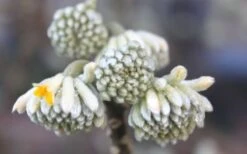 Edgeworthia Chrysantha - Paper Bush - 3 Gallon 21 Edgeworthia Chrysantha - Paper Bush - 3 Gallon -Garden Plants Edgeworthia Flower Buds
