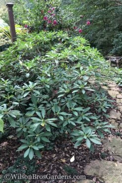 Edgeworthia Chrysantha - Paper Bush - 5 Gallon Pot 20 Edgeworthia Chrysantha - Paper Bush - 5 Gallon Pot -Garden Plants Edgeworthia Shrub 500x700 2