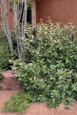 Glen St. Mary Silverberry (Elaeagnus Pungens) - 7 Gallon Pot -Garden Plants Elaeagnus Glen St Mary 1