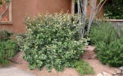 Glen St. Mary Silverberry (Elaeagnus Pungens) - 7 Gallon Pot -Garden Plants Elaeagnus Glen St Mary 2