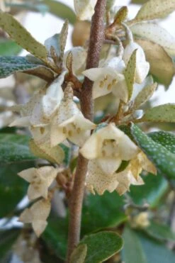 Glen St. Mary Silverberry (Elaeagnus Pungens) - 7 Gallon Pot -Garden Plants Elaeagnus Glen St Mary Flowers
