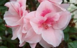 Autumn Belle Encore Azalea - 6 Pack Of 1 Gallon Pots 7 Autumn Belle Encore Azalea - 6 Pack Of 1 Gallon Pots -Garden Plants Encore Azalea Autumn Belle 1