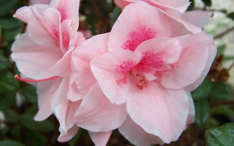 Autumn Belle Encore Azalea - 6 Pack Of 1 Gallon Pots 4 Autumn Belle Encore Azalea - 6 Pack Of 1 Gallon Pots - Image 4