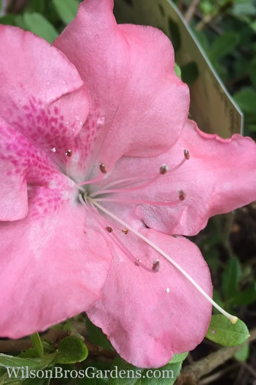 Autumn Debutante Encore Azalea - 1 Gallon 1 Autumn Debutante Encore Azalea - 1 Gallon