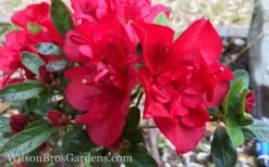 Autumn Fire Encore Azalea - 1 Gallon Pot -Garden Plants Encore Azalea Autumn Fire 10
