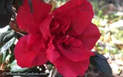 Autumn Fire Encore Azalea - 1 Gallon Pot -Garden Plants Encore Azalea Autumn Fire WB