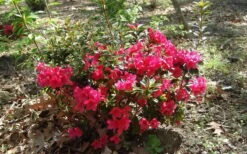 Autumn Ruby Encore Azalea - 1 Gallon Pot -Garden Plants Encore Azalea Autumn Ruby 5