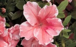 Autumn Sunburst Encore Azalea - 6 Pack Of 1 Gallon Pots 7 Autumn Sunburst Encore Azalea - 6 Pack Of 1 Gallon Pots -Garden Plants Encore Azalea Autumn Sunburst 5