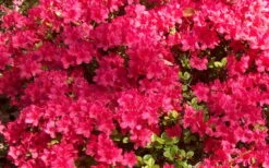 Autumn Cheer Encore Azalea - 1 Gallon Pot 7 Autumn Cheer Encore Azalea - 1 Gallon Pot -Garden Plants Encore Azalea Cheer 1