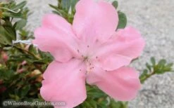 Autumn Debutante Encore Azalea - 1 Gallon 7 Autumn Debutante Encore Azalea - 1 Gallon -Garden Plants Encore Azalea Debutante 3 50
