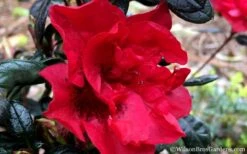 Autumn Fire Encore Azalea - 1 Gallon Pot -Garden Plants Encore Azalea Fire