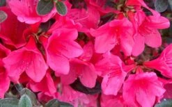 Autumn Ruby Encore Azalea - 1 Gallon Pot -Garden Plants Encore Azalea Ruby