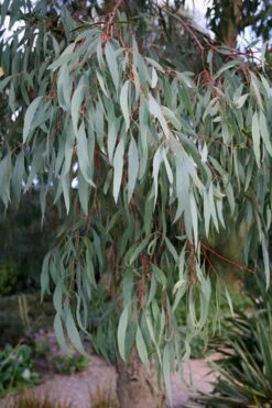 Angus Cold Hardy Eucalyptus Tree (Eucalyptus Nicholii) - 3 Gallon Pot -Garden Plants Eucalyptus Angus 15 6