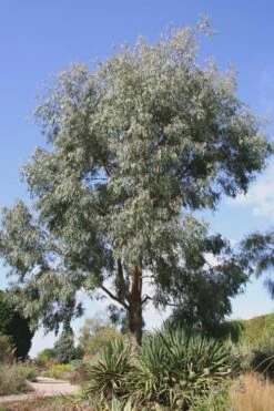 Angus Cold Hardy Eucalyptus Tree (Eucalyptus Nicholii) - 5 Gallon Pot -Garden Plants Eucalyptus Angus 16 2