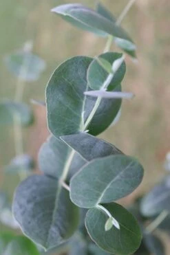 Big O Cold Hardy Eucalyptus Tree (Eucalyptus Neglecta) - 5 Gallon Pot (4-5') -Garden Plants Eucalyptus Big O 3 500x750 1