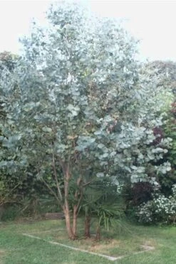 Big O Cold Hardy Eucalyptus Tree (Eucalyptus Neglecta) - 5 Gallon Pot (5-6') -Garden Plants Eucalyptus Big O 5 500x750 5