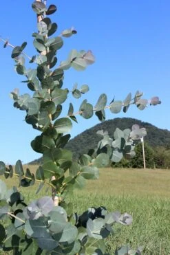 Big O Cold Hardy Eucalyptus Tree (Eucalyptus Neglecta) - 3 Gallon Pot 13 Big O Cold Hardy Eucalyptus Tree (Eucalyptus Neglecta) - 3 Gallon Pot -Garden Plants Eucalyptus Big O Cold 2 500x750 8