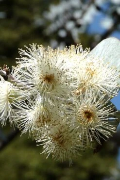 Bluey Cold Hardy Eucalyptus Tree (Eucalyptus Pulverulenta) - 1 Gallon Pot -Garden Plants Eucalyptus Bluey 6 3