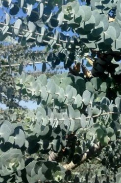 Bluey Cold Hardy Eucalyptus Tree (Eucalyptus Pulverulenta) - 1 Gallon Pot -Garden Plants Eucalyptus Bluey 8 3