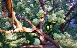 Funky Monkey Cold Hardy Eucalyptus Tree (Eucalyptus Parvula) - 3 Quart Pot -Garden Plants Eucalyptus Funky Monkey Branches 2