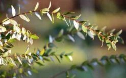 Funky Monkey Cold Hardy Eucalyptus Tree (Eucalyptus Parvula) - 6 Pack Of 1 Gallon Pots -Garden Plants Eucalyptus Funky Monkey Leaves 4