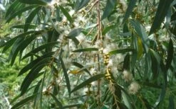 Funky Monkey Cold Hardy Eucalyptus Tree (Eucalyptus Parvula) - 5 Gallon Pot -Garden Plants Eucalyptus Funky Monkey Leaves Mature 3