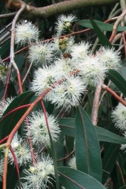 Jersey Girl Cold Hardy Eucalyptus Tree (Eucalyptus Macarthurii) - 3 Gallon Pot -Garden Plants Eucalyptus Jersey Girl 1 1