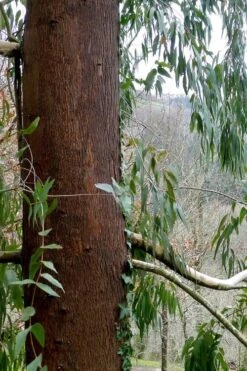 Jersey Girl Cold Hardy Eucalyptus Tree (Eucalyptus Macarthurii) - 3 Quart Pot -Garden Plants Eucalyptus Jersey Girl 2 5