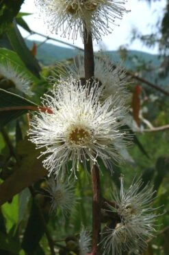 Jersey Girl Cold Hardy Eucalyptus Tree (Eucalyptus Macarthurii) - 3 Gallon Pot -Garden Plants Eucalyptus Jersey Girl 4 1