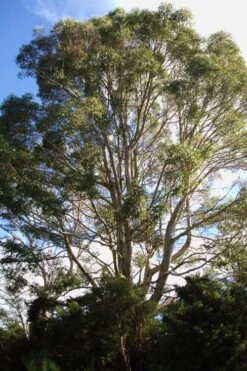 Jersey Girl Cold Hardy Eucalyptus Tree (Eucalyptus Macarthurii) - 1 Gallon Pot -Garden Plants Eucalyptus Jersey Girl 6 2