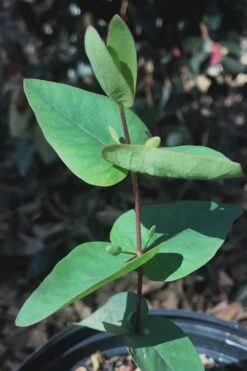 Jersey Girl Cold Hardy Eucalyptus Tree (Eucalyptus Macarthurii) - 3 Quart Pot -Garden Plants Eucalyptus Jersey Girl 7 5