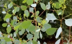 Lucky Country Cold Hardy Eucalyptus Tree (Eucalyptus Camphora) - 1 Gallon Pot -Garden Plants Eucalyptus Lucky Country 1
