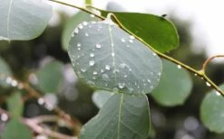 Lucky Country Cold Hardy Eucalyptus Tree (Eucalyptus Camphora) - 1 Gallon Pot -Garden Plants Eucalyptus Lucky Country 2