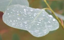 Lucky Country Cold Hardy Eucalyptus Tree (Eucalyptus Camphora) - 1 Gallon Pot -Garden Plants Eucalyptus Lucky Country 3