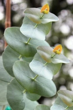 Luna Cold Hardy Eucalyptus Tree (Eucalyptus Perriniana) - 1 Gallon Pot -Garden Plants Eucalyptus Luna 1