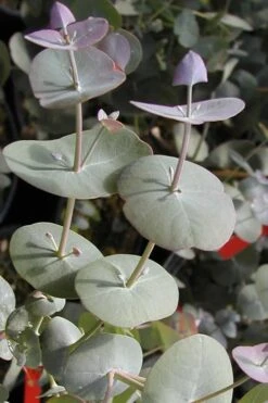 Luna Cold Hardy Eucalyptus Tree (Eucalyptus Perriniana) - Quart Pot -Garden Plants Eucalyptus Luna 13 1