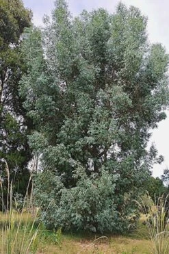 Luna Cold Hardy Eucalyptus Tree (Eucalyptus Perriniana) - Quart Pot -Garden Plants Eucalyptus Luna 5 1