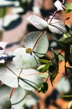 Maggie Cold Hardy Eucalyptus Tree (Eucalyptus Nova Anglica) - 1 Gallon Pot -Garden Plants Eucalyptus Maggie 10 1