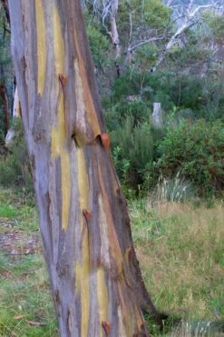 Sheila Cold Hardy Eucalyptus Tree (Eucalyptus Stellulata) - 1 Gallon Pot -Garden Plants Eucalyptus Sheila 10 3