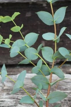 Sheila Cold Hardy Eucalyptus Tree (Eucalyptus Stellulata) - Quart Pot -Garden Plants Eucalyptus Sheila 2 1