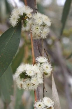 Sheila Cold Hardy Eucalyptus Tree (Eucalyptus Stellulata) - Quart Pot -Garden Plants Eucalyptus Sheila 8 1