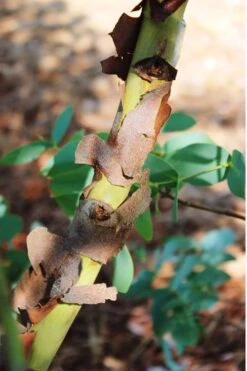 Sheila Cold Hardy Eucalyptus Tree (Eucalyptus Stellulata) - Quart Pot -Garden Plants Eucalyptus Sheila 9 1