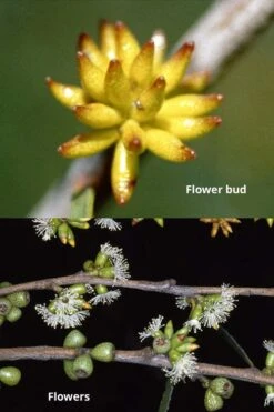 Skinny Minny Hardy Eucalyptus Tree (Eucalyptus Moorei) - 3 Gallon Pot 6 Skinny Minny Hardy Eucalyptus Tree (Eucalyptus Moorei) - 3 Gallon Pot -Garden Plants Eucalyptus Skinny Minny 1 3