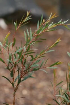 Skinny Minny Hardy Eucalyptus Tree (Eucalyptus Moorei) - 1 Gallon Pot 7 Skinny Minny Hardy Eucalyptus Tree (Eucalyptus Moorei) - 1 Gallon Pot -Garden Plants Eucalyptus Skinny Minny 2 5