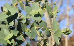 Cab Sav Cold Hardy Eucalyptus Tree (Eucalyptus Rubida) - 3 Gallon Pot -Garden Plants Eucalyptus Tree Cab Sav Rubida 3