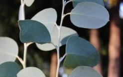 Mappa Tassie Cold Hardy Eucalyptus Tree (Eucalyptus Pauciflora) - 3 Quart Pot -Garden Plants Eucalyptus Tree Mappa Tassie Pauciflora Snow Gum 3