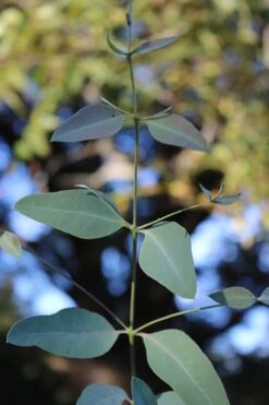 Grace Cold Hardy Eucalyptus Tree (Eucalyptus Elliptica) - 3 Quart Pot 9 Grace Cold Hardy Eucalyptus Tree (Eucalyptus Elliptica) - 3 Quart Pot -Garden Plants Eucalytptus Grace BS 3
