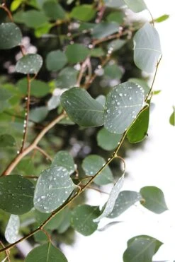 Lucky Country Cold Hardy Eucalyptus Tree (Eucalyptus Camphora) - 1 Gallon Pot -Garden Plants Eucalytptus Lucky Country BS