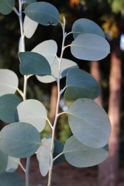 Mappa Tassie Cold Hardy Eucalyptus Tree (Eucalyptus Pauciflora) - 2 Gallon Pot -Garden Plants Eucalytptus Mappa Tassie BS 2