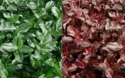 Purple Wintercreeper - Euonymus Fortunei Coloratus - 3 Pack Of Pint Pots 11 Purple Wintercreeper - Euonymus Fortunei Coloratus - 3 Pack Of Pint Pots -Garden Plants Euonymus Coloratus Purple Winter Creeper 50 1 1